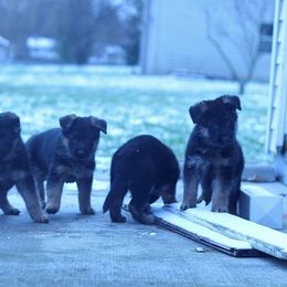 German Shepherd Puppies from Vom Musselman