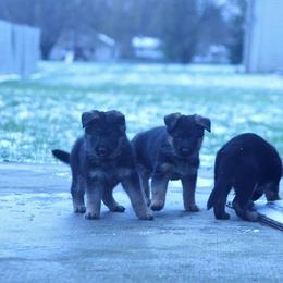 German Shepherd Puppies from Vom Musselman