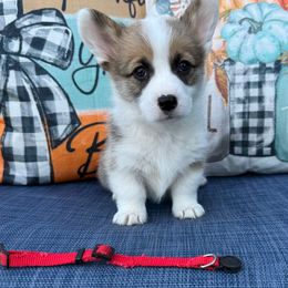 Padme - Fawn female Pembroke Welsh Corgi puppy in Battle Ground, Washington from Westbrooke Kennels