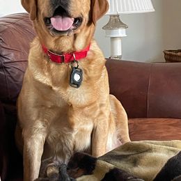 Honey - Labrador Retriever