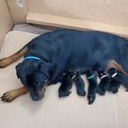 Rottweiler Puppies from Vom Corvinus Haus Rottweilers