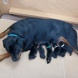 Rottweiler Puppies from Vom Corvinus Haus Rottweilers
