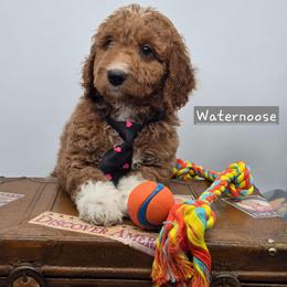 Waternoose - Red  male Goldendoodle puppy in Neillsville, Wisconsin from Granton Creek