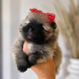 Thalia - Wolf sable female Pomeranian puppy in California from Petite Poms Of CA