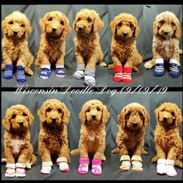 Goldendoodle Puppies from Wisconsin Doodle Dog (of La Crosse)