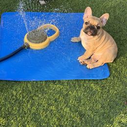 French Bulldog Puppies from Mosaic French Bulldogs