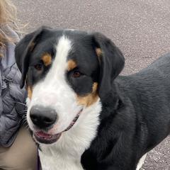 Parker - Greater Swiss Mountain Dog