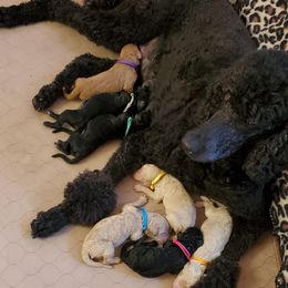 Poodle Puppies from Deborah Busch Poodles