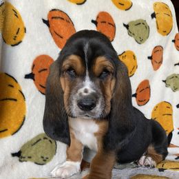 Basset Hound Puppies from Valley Bassets