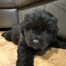 Boy 3 - White and black male Newfoundland puppy in Saukville, Wisconsin from Crossroads Canines ~ Brussels Griffon and Newfoundland Dogs