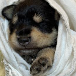 Boy 2 - Black and silver male Miniature Schnauzer puppy in Bullard, Texas from Black Gold Miniature Schnauzers