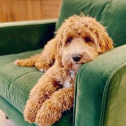 Rosie - Australian Labradoodle