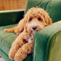 Rosie - Australian Labradoodle