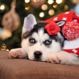 Pomsky Puppies from Pine Haven Puppies