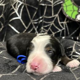 Casper - Tri-color male Bernedoodle puppy in Lone Jack, Missouri from Elite Bernedoodle Besties LLC