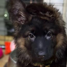 Green - Black and red female German Shepherd puppy in Melrose, Massachusetts from Farrenhaus