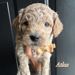 Atlas - Cream male Goldendoodle puppy in Adolphus, Kentucky from Deerly Poodles