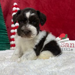 Cowboy - Parti male Miniature Schnauzer puppy in Lufkin, Texas from C&K’s Schnauzer House