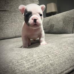 Taz - White male French Bulldog puppy in Cleveland, Ohio from Ohio’s Finest Frenchies