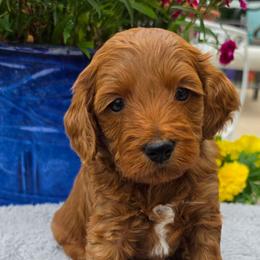Taurus - Red  male Goldendoodle puppy in Syracuse, Utah from Just Doodling Dogs