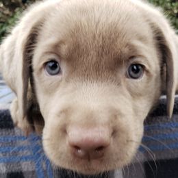 Dilute Retrievers and Labrador Retrievers from Blue Ridge Labs