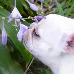 French Bulldogs from Fababull French bulldogs