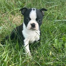 Willa - Black and white female Boston Terrier puppy in Fillmore, Illinois from Wind Hill Puppies