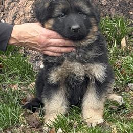 Pink collar - Black and red female German Shepherd puppy in Pana, Illinois from von Fenja German Shepherd Dogs