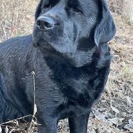 Labrador Retriever All Grown Up from Trouvae Labradors