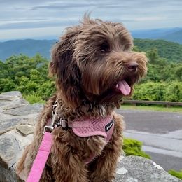 Lucy - Australian Labradoodle