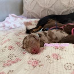 Bleu-5000 - Dapple male Dachshund puppy in Summerfield, Florida from Dachshundly Perfect