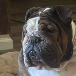 Zoey - Bulldog