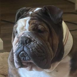 Zoey - Bulldog