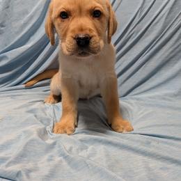 Black - Yellow female Labrador Retriever puppy in Parma, Idaho from Campbell Valley Labradors