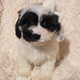 Cinder - Black and white female Cavapoo puppy in Lebanon, Kentucky from Mosaic Merle Doodles