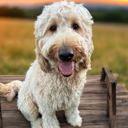 Cooper - Goldendoodle