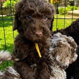 Yellow collar - Chocolate female Goldendoodle puppy in Christiana, Tennessee from Rechlicz Family Doodles