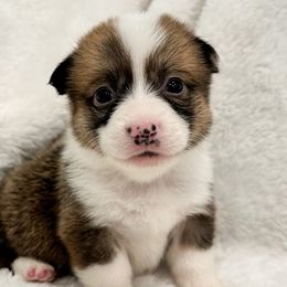 Girl 4 - Pembroke Welsh Corgi puppy in Springville, California from Campbell Creek Corgis
