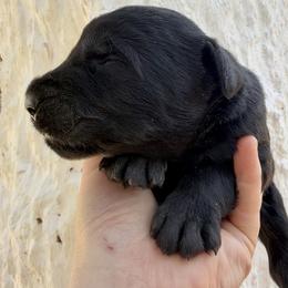 Girl 9 - Black female Giant Schnauzer puppy in Sedalia, Missouri from Valour's Giants