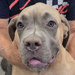 Orange Collar Girl - AKC and ICCF - Fawn female Cane Corso puppy in Gorman, Texas from McOmber Country Kennels