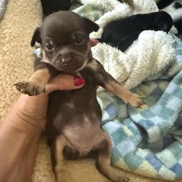 AKC Girl 1 - Chocolate and tan female Chihuahua puppy in Anoka, Minnesota from Anoka County MN AKC Chihuahuas