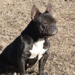 Cadie - French Bulldog
