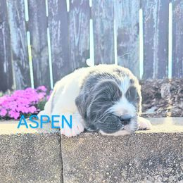 Aspen - White and gray Newfoundland puppy in Ohio from Vermillion Newfoundlands
