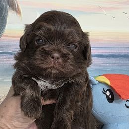 Boy 2 - male Shih Tzu puppy in Buda, Texas from Vickie's Shih Tzus
