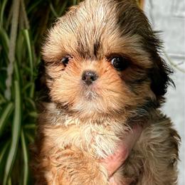 Rocco - Brindle and white male Shih Tzu puppy in Victorville, California from Precioustzus