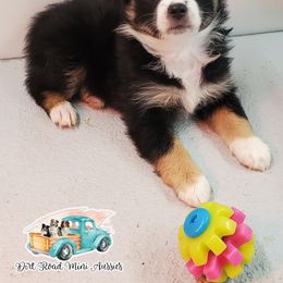 Mittens - Black Miniature Australian Shepherd puppy in North Carolina from Dirt Road Mini Aussies
