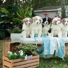 Australian Shepherd Puppies from Sandollar Aussies