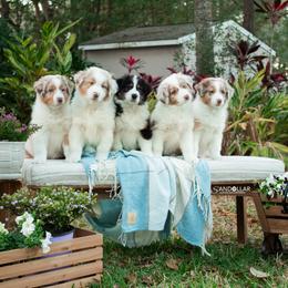 Australian Shepherd Puppies from Sandollar Aussies