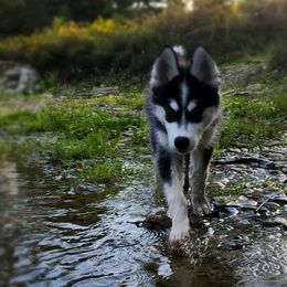 Ash - Black and white Siberian Husky puppy in Rushford, New York from B&H Husky Farm