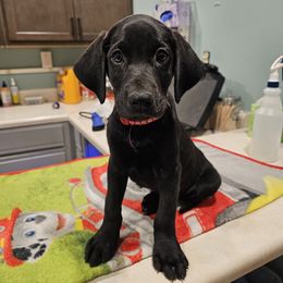 Ozzy (Red Collar) - Black male Labrador Retriever puppy in Boyd, Minnesota from Lindley Labradors